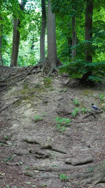 Dokunulmamış ormanlarda yosun ve toprak içeren doğal orman kökleri yapısı..