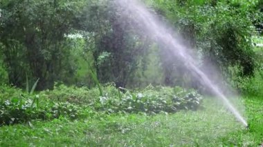   Kamu parkındaki yeşil çimleri sulama sistemi havadaki su spreyiyle suluyor. Şehir parkındaki taze yeşilliklerin üzerine çim püskürtücüler püskürtüyor.