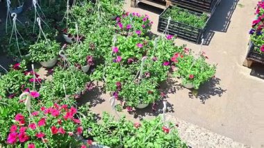 Açık hava pazarında canlı bitkilerle çiçek ve tohum pazarı