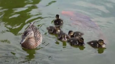  Anne ördek yavrusuyla sakin bir göl yüzeyinde huzur içinde yüzüyor.