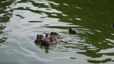  Anne ördek yavrusuyla sakin bir göl yüzeyinde huzur içinde yüzüyor.