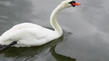 Sembolik ve kırsal alanda taze çimlerde yürüyen zarif kuğu kuşu.