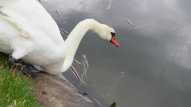 Sembolik ve kırsal alanda taze çimlerde yürüyen zarif kuğu kuşu.