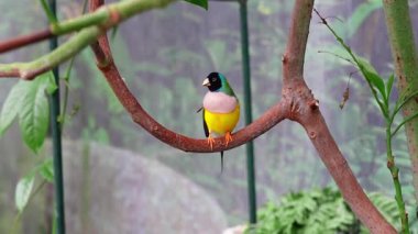 Renkli Avustralya ispinozu hayvanat bahçesinin yapay yaşam ortamında besleniyor.