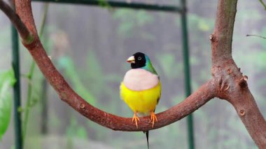 Renkli Avustralya ispinozu hayvanat bahçesinin yapay yaşam ortamında besleniyor.