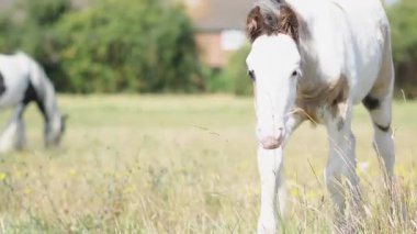 Kırsal kesimde yaz rüzgârlı tarlalarda kısraklarla otlayan genç taylar.