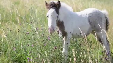 Kırsal kesimde yaz rüzgârlı tarlalarda kısraklarla otlayan genç taylar.