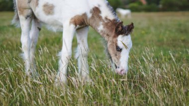 Kırsal alanlarda özgürce dolaşan genç taylarla tarım hayatı..