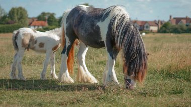 Sürüdeki taylar yaz kırsallarında erken tahviller kuruyor..