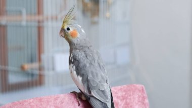 Evcil papağan evde insan eli üzerinde oturuyor. Yumuşak doğal ışıkla..