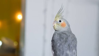 Evcil papağan evde insan eli üzerinde oturuyor. Yumuşak doğal ışıkla..