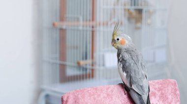 Evcil papağan evde insan eli üzerinde oturuyor. Yumuşak doğal ışıkla..