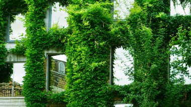 Doğal yeşil elementler şık çevre dostu ev cephesi boyunca tırmanıyor.