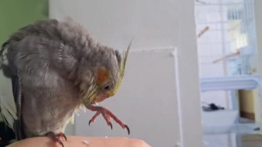 Sakin papağan kuşu rahat ev atmosferinde tüylerini kabartıyor..