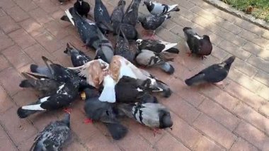 Şehir parkındaki kaldırıma saçılmış ekmek kırıntıları için kavga eden bir grup güvercin.