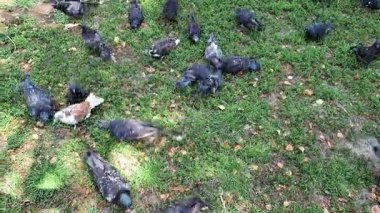 Şehir parkındaki kaldırıma saçılmış ekmek kırıntıları için kavga eden bir grup güvercin.