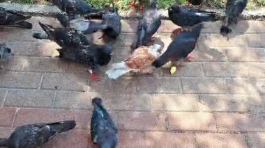 Şehir parkındaki kaldırıma saçılmış ekmek kırıntıları için kavga eden bir grup güvercin.