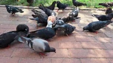 Şehir parkındaki kaldırıma saçılmış ekmek kırıntıları için kavga eden bir grup güvercin.