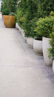 Ev dekorasyonu ve mevsimlik tatil tasarımı için çaydanlıkta taze yeşil ladin ağacı..