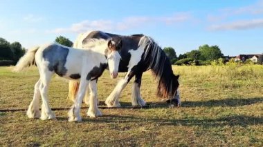 Atlar ve tayların altın akşam ışığında otladığı kırsal alan.