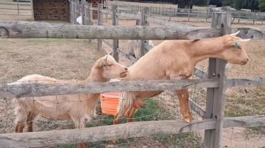 Kırsal köy çiftliğindeki ahşap bir ağılda keçi otluyor..