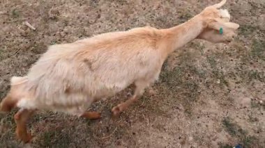 Kırsal köy çiftliğindeki ahşap bir ağılda keçi otluyor..