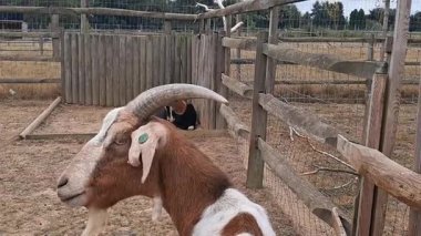 Kırsal köy çiftliğindeki ahşap bir ağılda keçi otluyor..