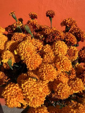 Bir buket Marigold Çiçeği Oaxaca, Meksika 'da Ölüler Günü' nde turuncu bir arka plana karşı..