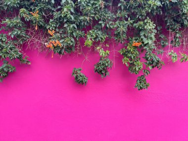 Turuncu çiçekli tropikal sarmaşıklar parlak pembe bir arka planda