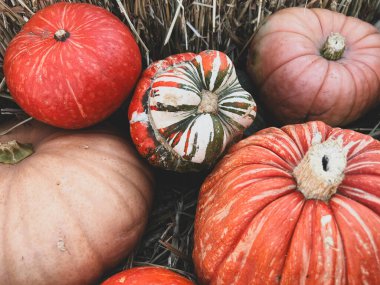 Sonbaharda Cadılar Bayramı süslemeleri için balkabağı tarlasında rengarenk balkabakları ve kabakları