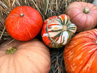 Sonbaharda Cadılar Bayramı süslemeleri için balkabağı tarlasında rengarenk balkabakları ve kabakları