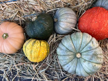 Sonbaharda Cadılar Bayramı süslemeleri için balkabağı tarlasında rengarenk balkabakları ve kabakları