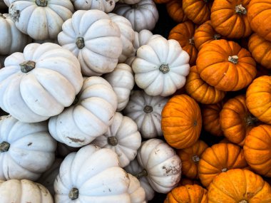 Turuncu ve beyaz balkabakları üst kattan bakıldığında yarı beyaz, yarı turuncu bir teneke kutuda.