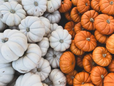 Turuncu ve beyaz balkabakları üst kattan bakıldığında yarı beyaz, yarı turuncu bir teneke kutuda.