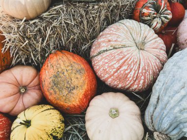 Sonbaharda Cadılar Bayramı süslemeleri için balkabağı tarlasında rengarenk balkabakları ve kabakları