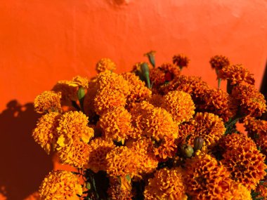 Bouquet of marigolds against an orange wall for Day of the Dead in Mexico clipart