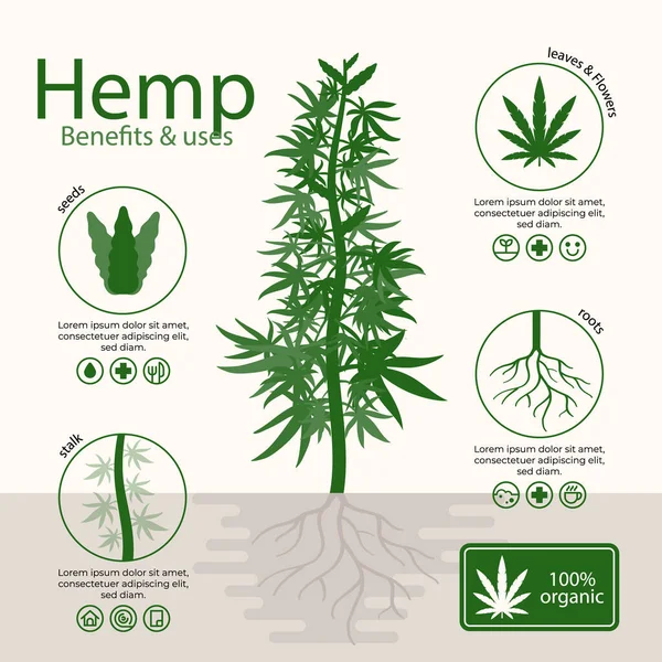Vorteile Von Cannabis Hanf Infografik Vektorillustration — Stockvektor