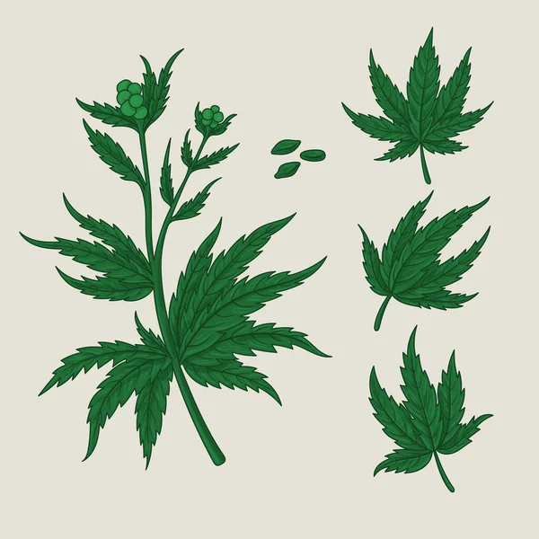 Raccolta Foglie Botaniche Cannabis Illustrazione Vettoriale — Vettoriale Stock