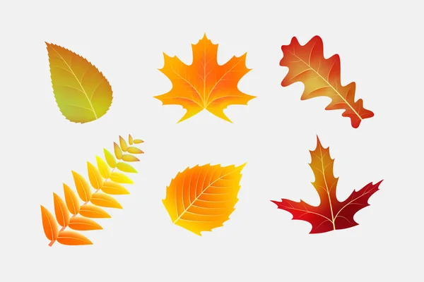 Realistic Autumn Leaves Collection Vector Illustration — Stock Vector