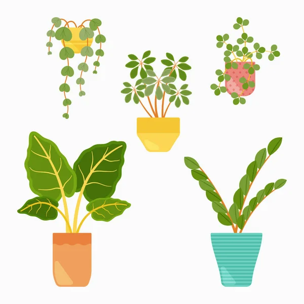鉢の中の美しい植物のコレクションベクトルイラスト — ストックベクタ