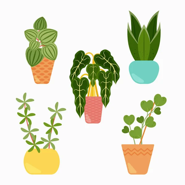 Sammlung Schöner Zimmerpflanzen Töpfen Vector Illustration — Stockvektor