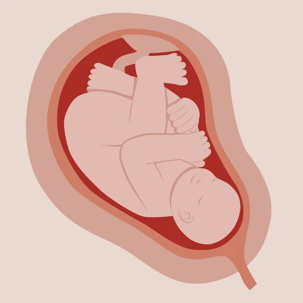 Hand Drawn Adorable Fetus Illustration Vector Illustration — Stockový vektor