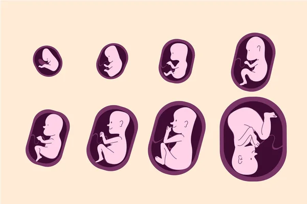 Set Fetal Development Moments Vector Illustration — Stockový vektor