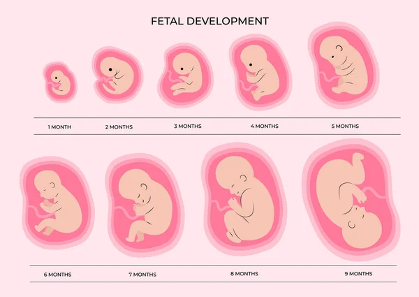 Set Fetal Development Moments Vector Illustration — Stockový vektor
