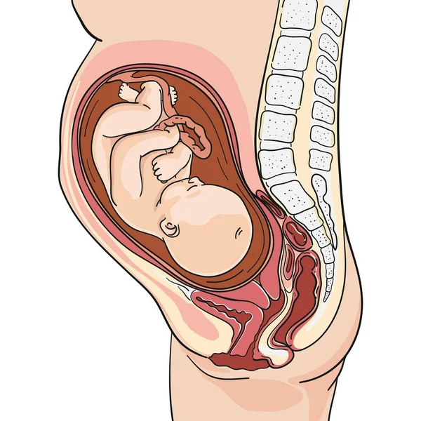 Hand Drawn Adorable Fetus Illustration Vector Illustration - Stok Vektor