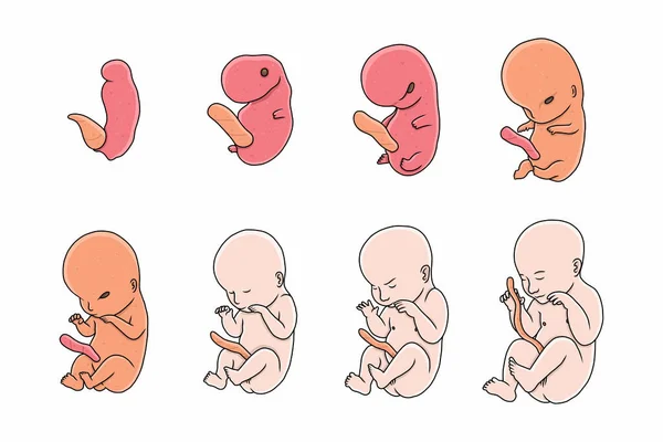 胎児発達の瞬間のセットベクトルイラスト — ストックベクタ