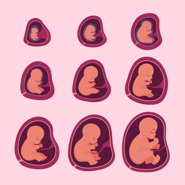 Set Desarrollo Fetal Creativo Ilustración Vectorial — Vector de stock