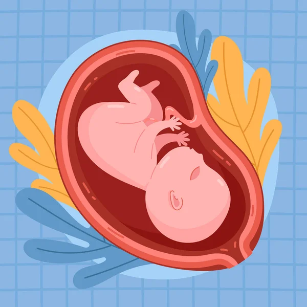 手描き胎児イラストベクトルイラスト — ストックベクタ