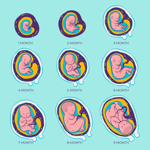 Hand Drawn Fetal Development Set Vector Illustration — Stock Vector