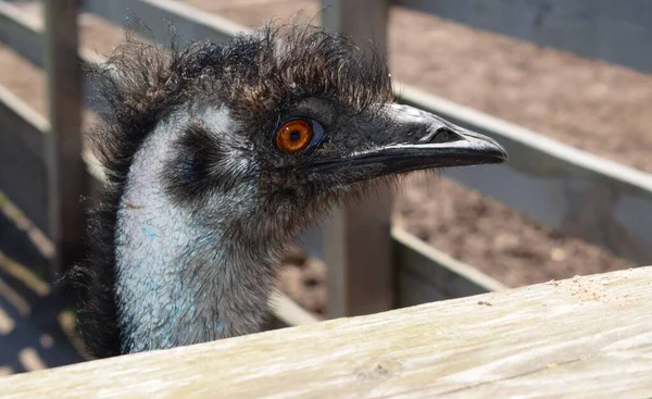 Dromaius Rod Ptáků Nadřádu Běžci Přítomný Austrálii Existuje Jeden Existující — Stock fotografie